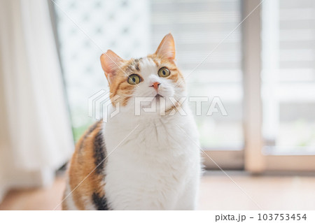 室内飼いの可愛い三毛猫 室内飼いの可愛い三毛猫 103753454