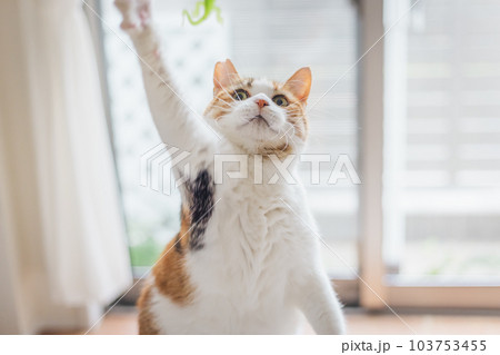 室内飼いの可愛い三毛猫 室内飼いの可愛い三毛猫 103753455