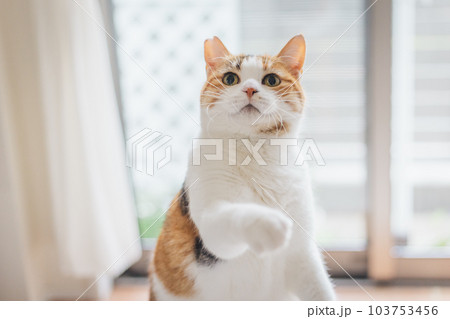 室内飼いの可愛い三毛猫 103753456