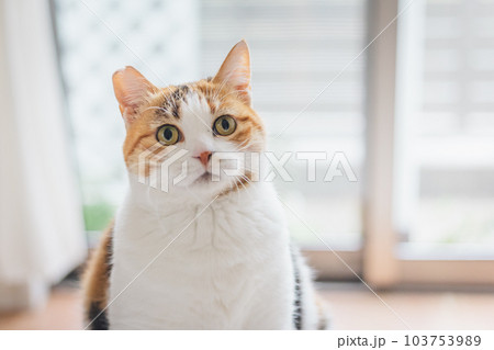 室内飼いの可愛い三毛猫 室内飼いの可愛い三毛猫 103753989