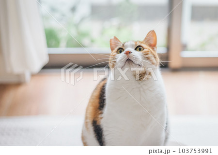 室内飼いの可愛い三毛猫 103753991