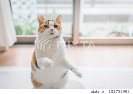 室内飼いの可愛い三毛猫 室内飼いの可愛い三毛猫 103753992