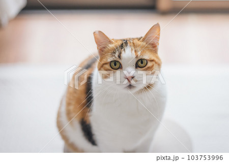 室内飼いの可愛い三毛猫 室内飼いの可愛い三毛猫 103753996