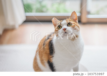 室内飼いの可愛い三毛猫 室内飼いの可愛い三毛猫 103753997