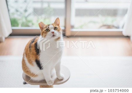 室内飼いの可愛い三毛猫 103754000