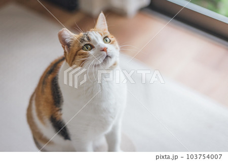 室内飼いの可愛い三毛猫 103754007