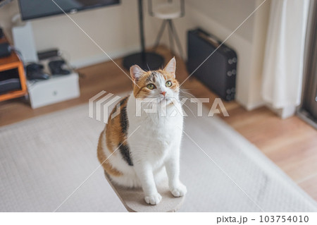 室内飼いの可愛い三毛猫 室内飼いの可愛い三毛猫 103754010