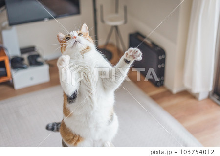 室内飼いの可愛い三毛猫 103754012