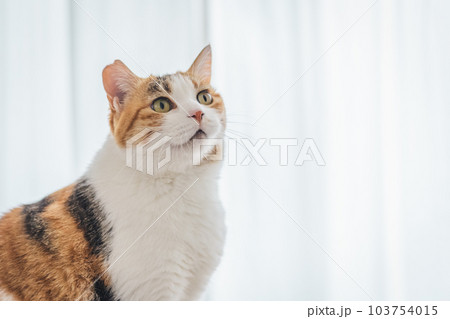 室内飼いの可愛い三毛猫 103754015