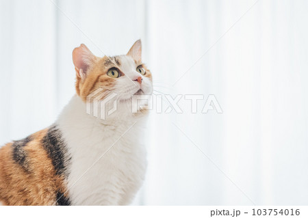 室内飼いの可愛い三毛猫 103754016