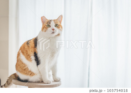 室内飼いの可愛い三毛猫 103754018