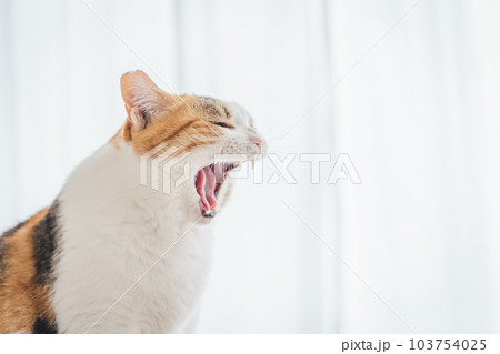 室内飼いの可愛い三毛猫 103754025