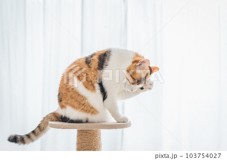 室内飼いの可愛い三毛猫 103754027