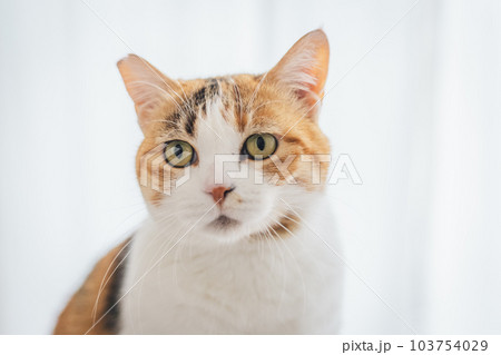 室内飼いの可愛い三毛猫 103754029