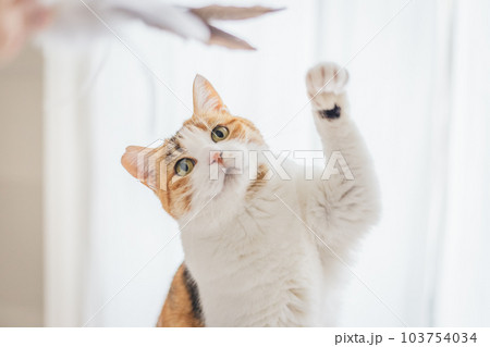 室内飼いの可愛い三毛猫 室内飼いの可愛い三毛猫 103754034