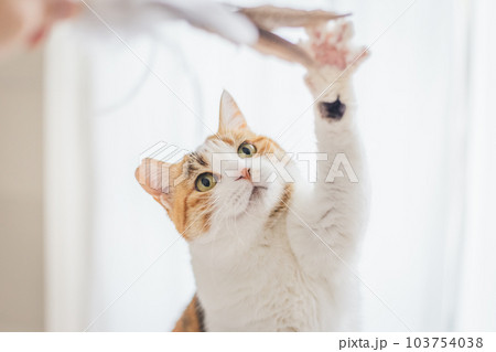 室内飼いの可愛い三毛猫 室内飼いの可愛い三毛猫 103754038