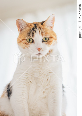 室内飼いの可愛い三毛猫 103754046