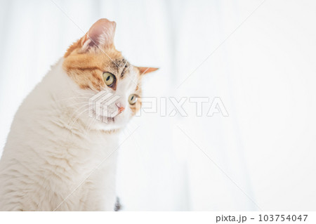 室内飼いの可愛い三毛猫 103754047