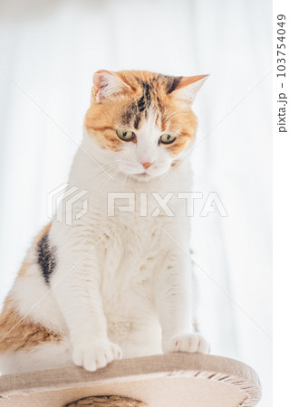 室内飼いの可愛い三毛猫 室内飼いの可愛い三毛猫 103754049