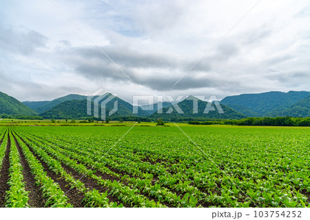 テンサイ 農地 北海道 弟子屈町 テンサイ 農地 北海道 弟子屈町 103754252