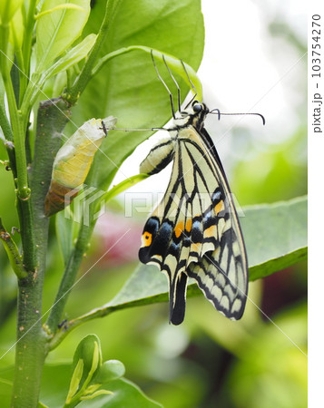 羽化直後のアゲハチョウとサナギの抜け殻 103754270