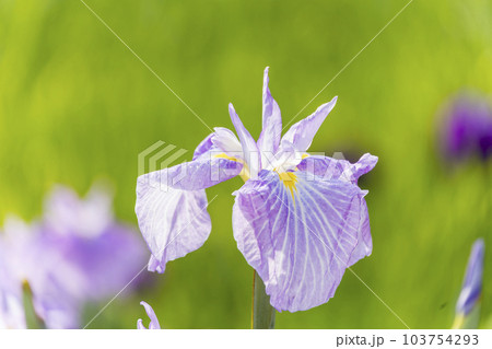 花菖蒲　紬娘 103754293