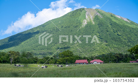 大山 で放牧中の牛たち（大山まきばみるくの里付近） 103754302