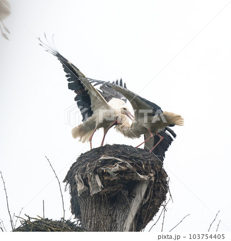 Storks fight for territory and residence in the nest, storks fight and bite for dominance over the nest. 103754405