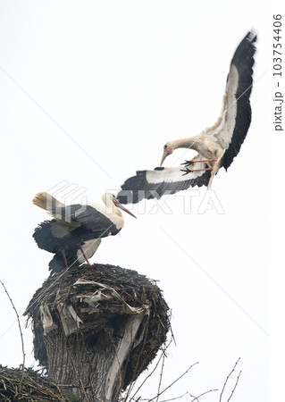Birds fight for a nest, storks fight for a free nest on a tree. 103754406
