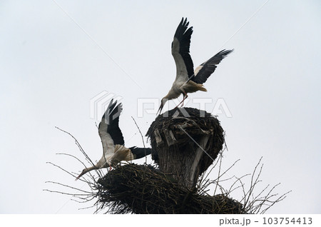 Old stork's nest, fight for the nest between storks, storks are migratory birds 103754413
