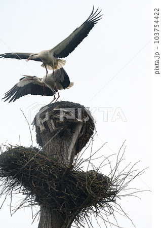 Two storks fight for dominance and residence in the nest 103754422