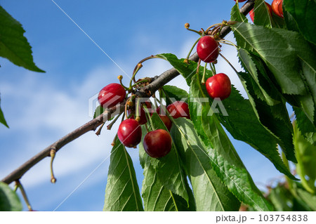 Ripe red cherries with green leaves grow on a branch against a blue sky 103754838