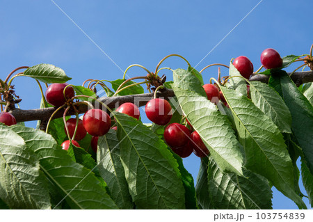 Ripe red cherries with green leaves grow on a branch against a blue sky 103754839