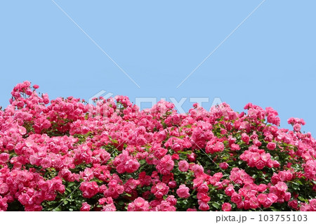 バラと青空 バラと青空 103755103