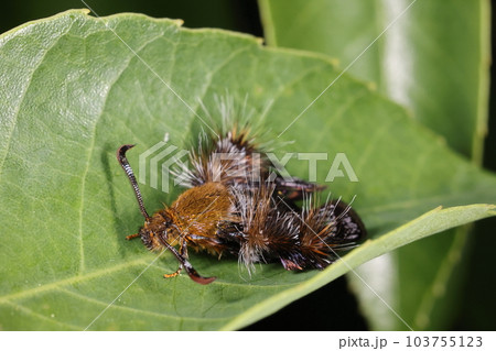 生き物　昆虫　モモブトスカシバ、スカシバ科のガです。食草はアマチャヅル、六月の雑木林で 103755123
