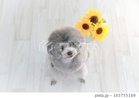 向日葵とシルバーのトイプードル 向日葵とシルバーのトイプードル 103755189