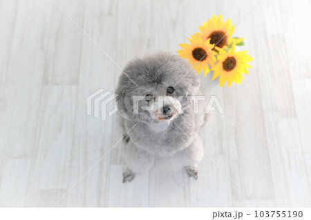 向日葵とシルバーのトイプードル 103755190