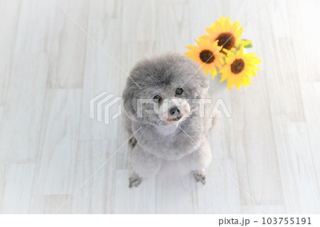 向日葵とシルバーのトイプードル 103755191