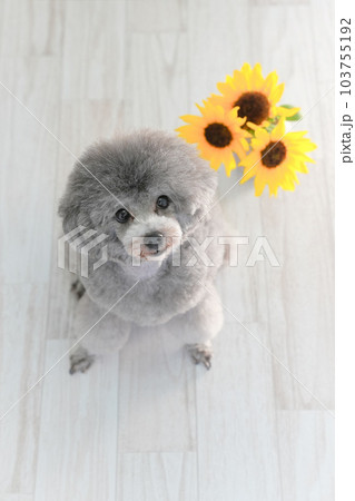 向日葵とシルバーのトイプードル 103755192