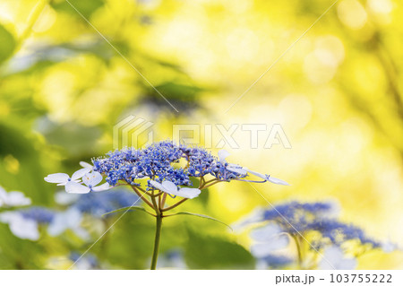 午後の紫陽花 103755222