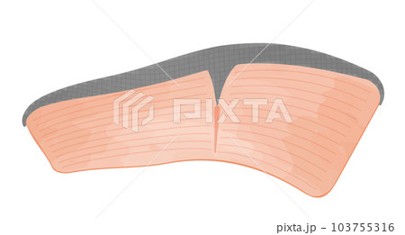 鮭の切り身のイラスト（水彩風） 103755316