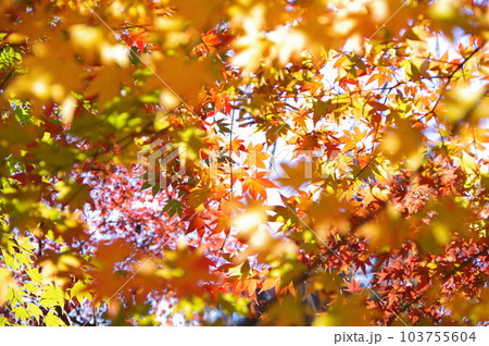 秋に紅葉している葉 103755604