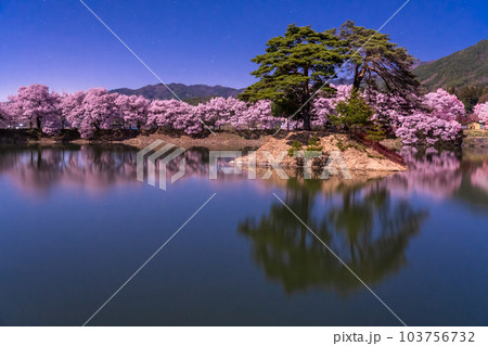 《長野県》月明かりの夜桜・六道の堤の桜 103756732