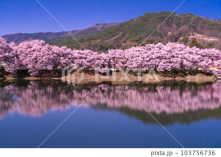 《長野県》月明かりの夜桜・六道の堤の桜 103756736