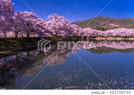 《長野県》月明かりの夜桜・六道の堤の桜 103756739