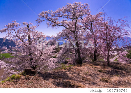 《長野県》月明かりの夜桜・六道の堤の桜 103756743