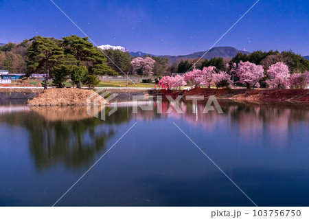 《長野県》月明かりの夜桜・六道の堤の桜 103756750