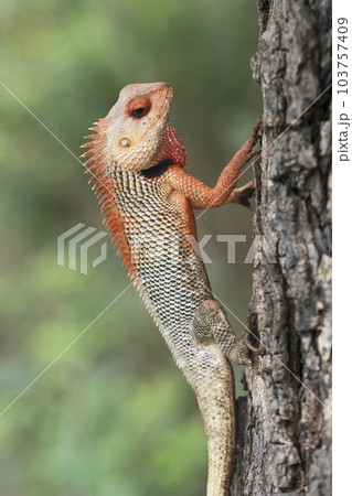 Closeup of Breeding plumage of Changable garden lizard, Calotes versicolor at Satara, Maharashtra Closeup of Breeding plumage of Changable garden lizard, Calotes versicolor at Satara, Maharashtra 103757409