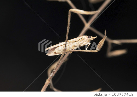 Crambid moth, Crambus pascuella at Satara, Maharashtra 103757418