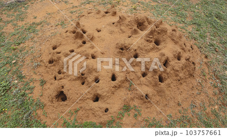View of Anthill or Snake House, Gandikota Fort, Kadapa, Andhra Pradesh, India. View of Anthill or Snake House, Gandikota Fort, Kadapa, Andhra Pradesh, India. 103757661